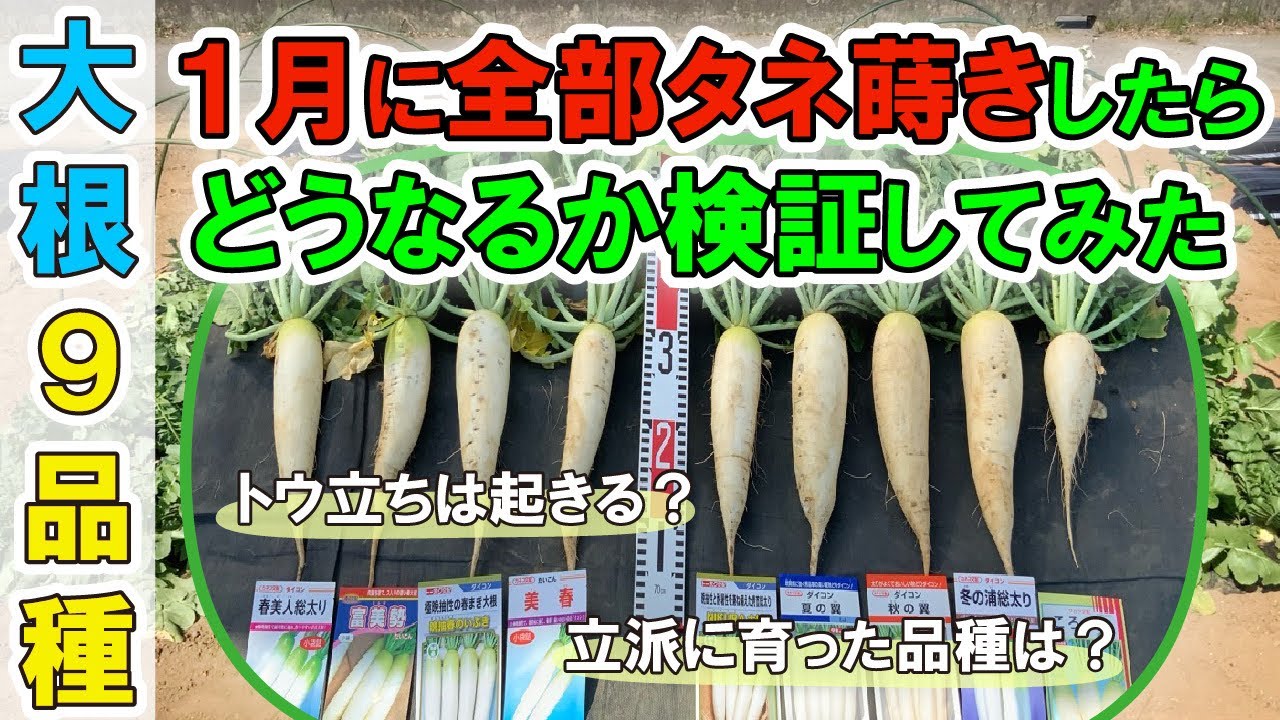 ビックリ現象！　栽培に向かない時期の大根の育て方　タネのハシモト