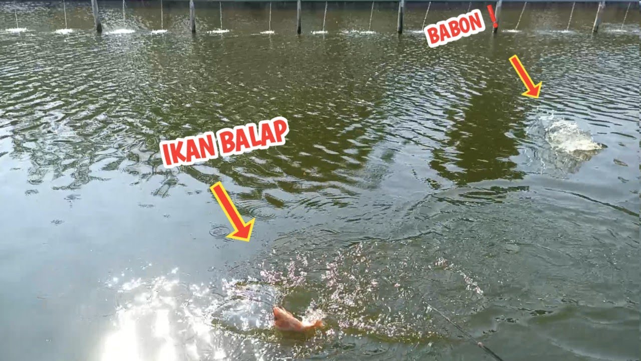 Umpan turun Langsung Dihajar!! Tes umpan mancing Harian Ikan Nila