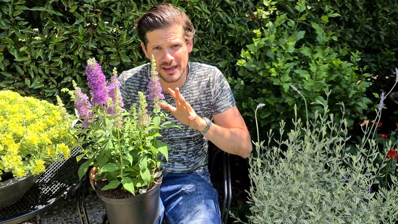 Non-invasive butterfly bush: the Buddleja High Five Purple