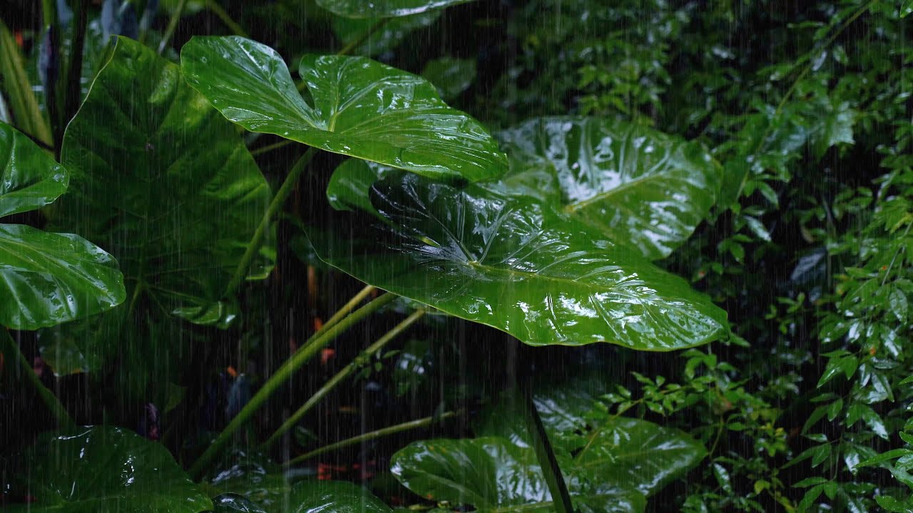 🌧️【睡眠雨聲】雨打觀音蓮，聲聲入夢鄉 | 10小時深度引導放鬆助眠小雨聲 | 失眠者的自然療癒音療 | 大自然ASMR | 焦慮緩解&bull;放鬆大腦&bull;天然治癒白噪音