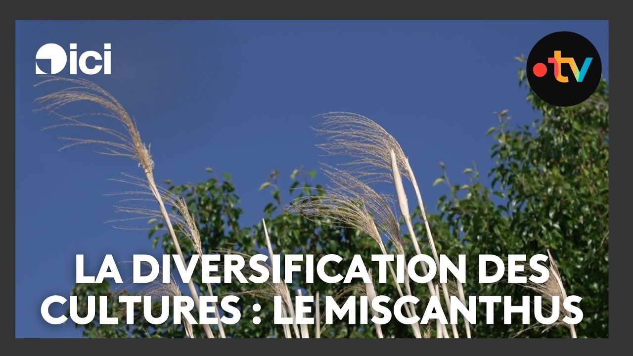 La diversification des cultures : le miscanthus