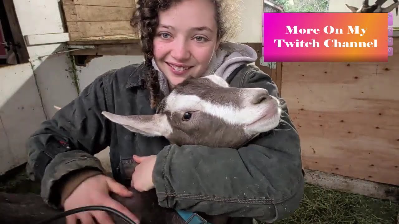 Solstice and Equinox Parties With Baby Goats