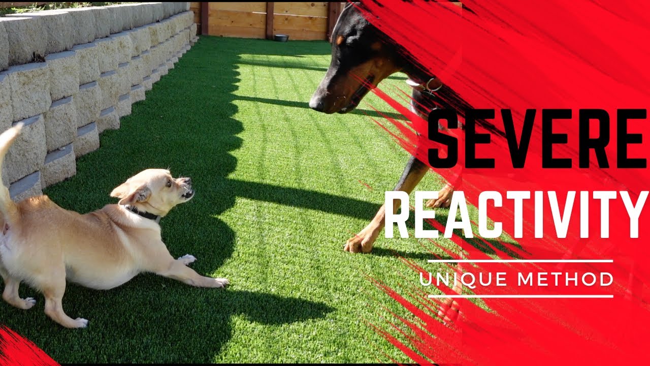 Prince tests and helps reactive dog