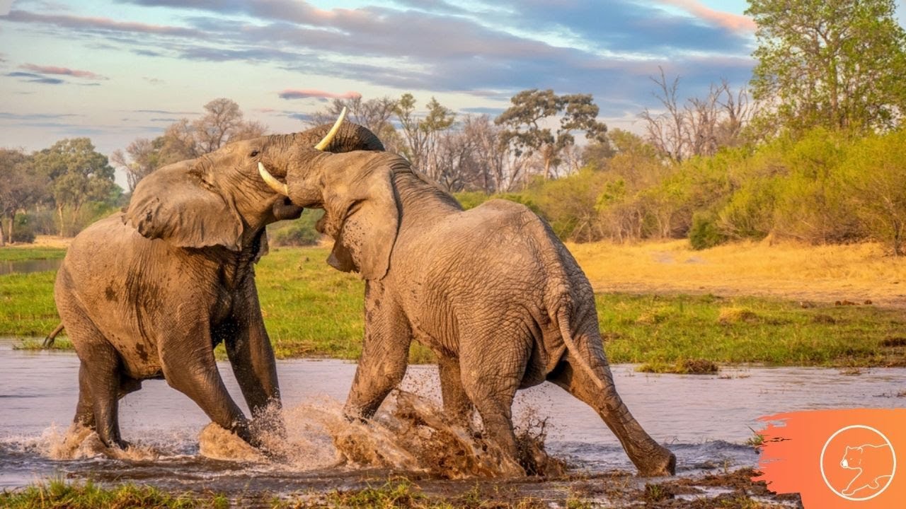 ELEFANTES ENFRENTANDO OUTROS ANIMAIS | Elefante salvando presas
