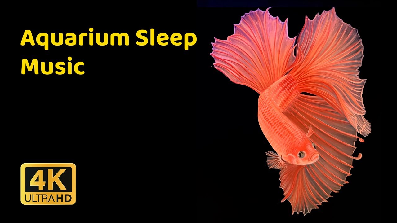Aquarium Sleep Music 🐠 Deep Sleep