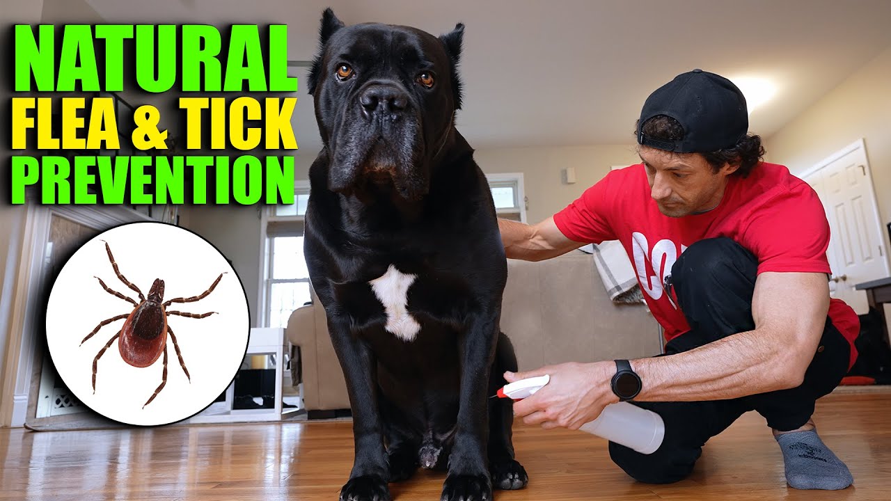 Natural Tick Prevention for Dogs