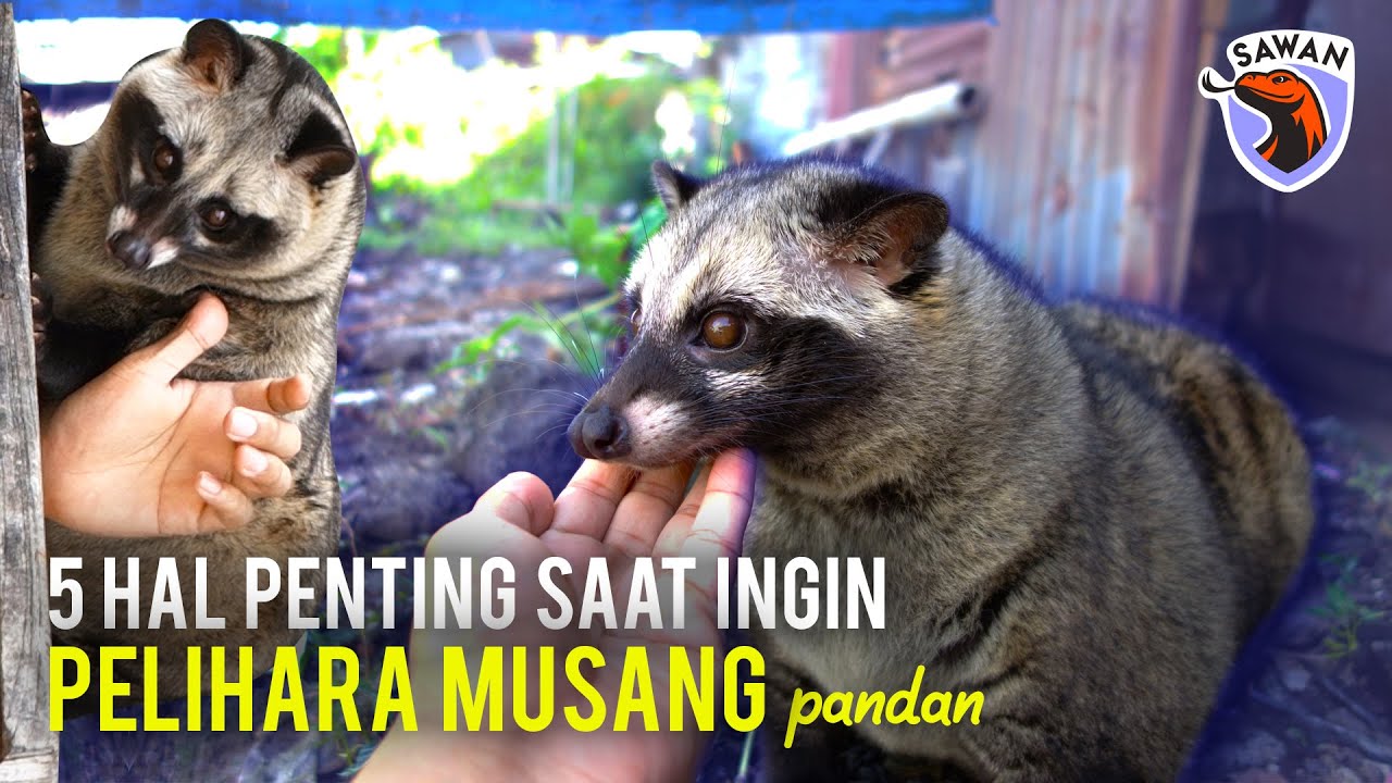 SIAPKAN 5 HAL INI SEBELUM KALIAN INGIN PELIHARA MUSANG ! #SAWAN