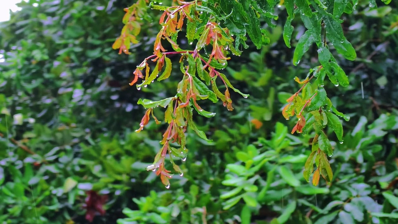 Rain Drops on Leaves – 1 Hour Relaxing Nature with Soft Music