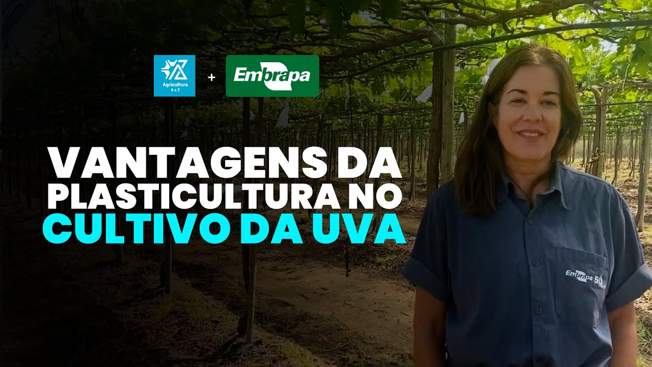 Plasticultura na Viticultura: Como Aumentar a Qualidade e Produtividade da Uva