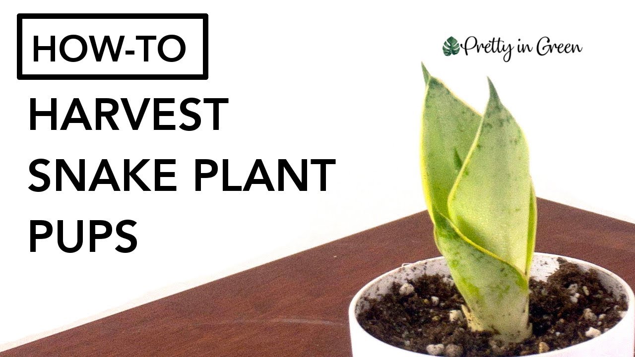 So ernten Sie Bogenhanf-Ableger in 1 MINUTE (Vermehrung von Bogenhanf) | Zimmerpflanzen-Anleitung...