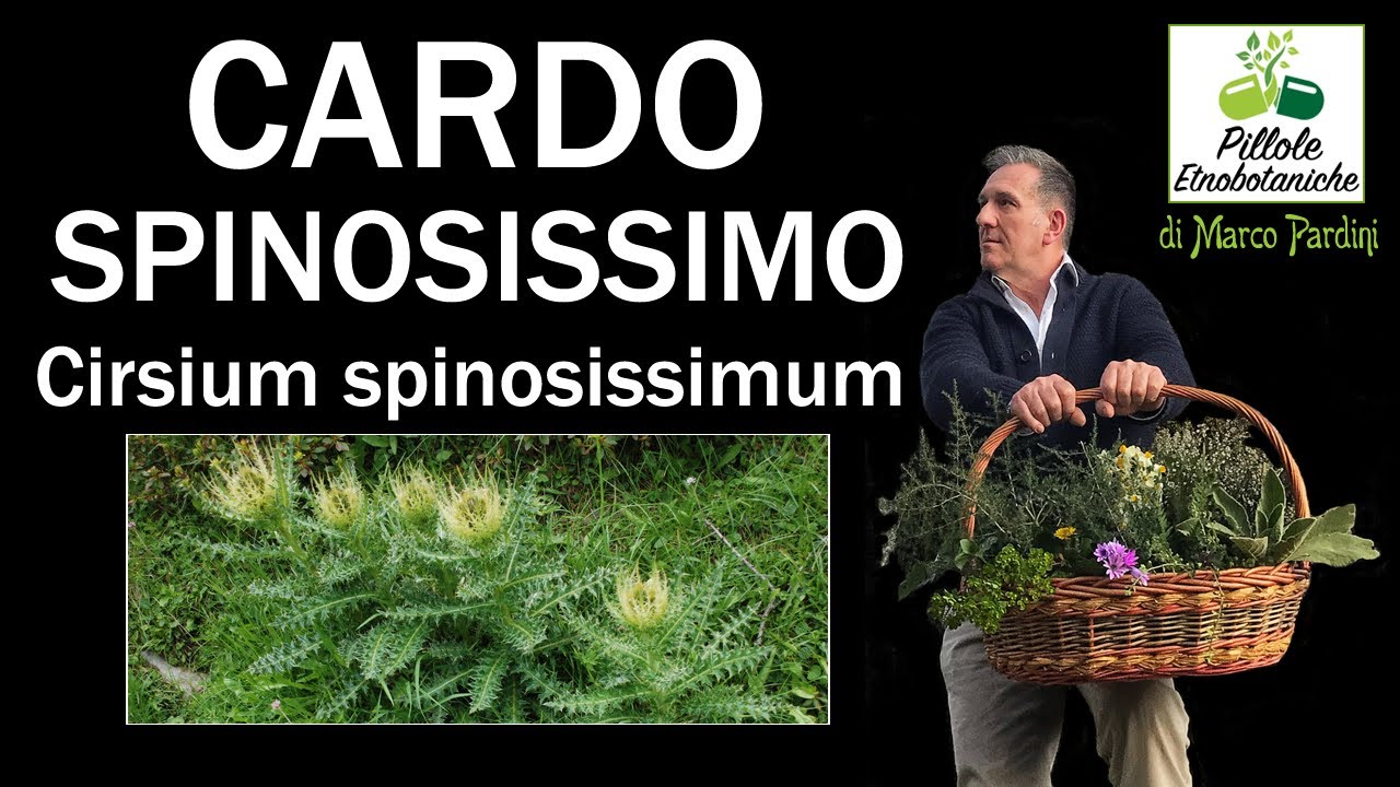 Cardo spinosissimo
