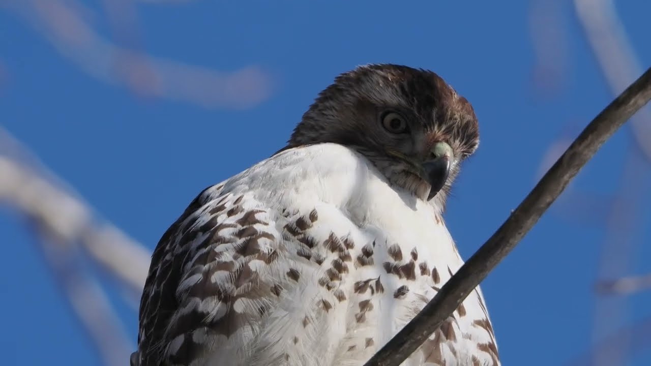 Red Tailed Hawk - January 2025