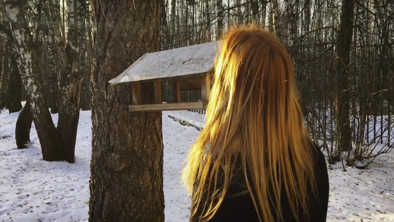 Snow-Covered Forest