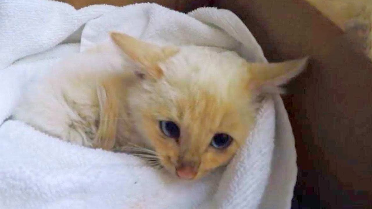 8 inspiring animals rescues