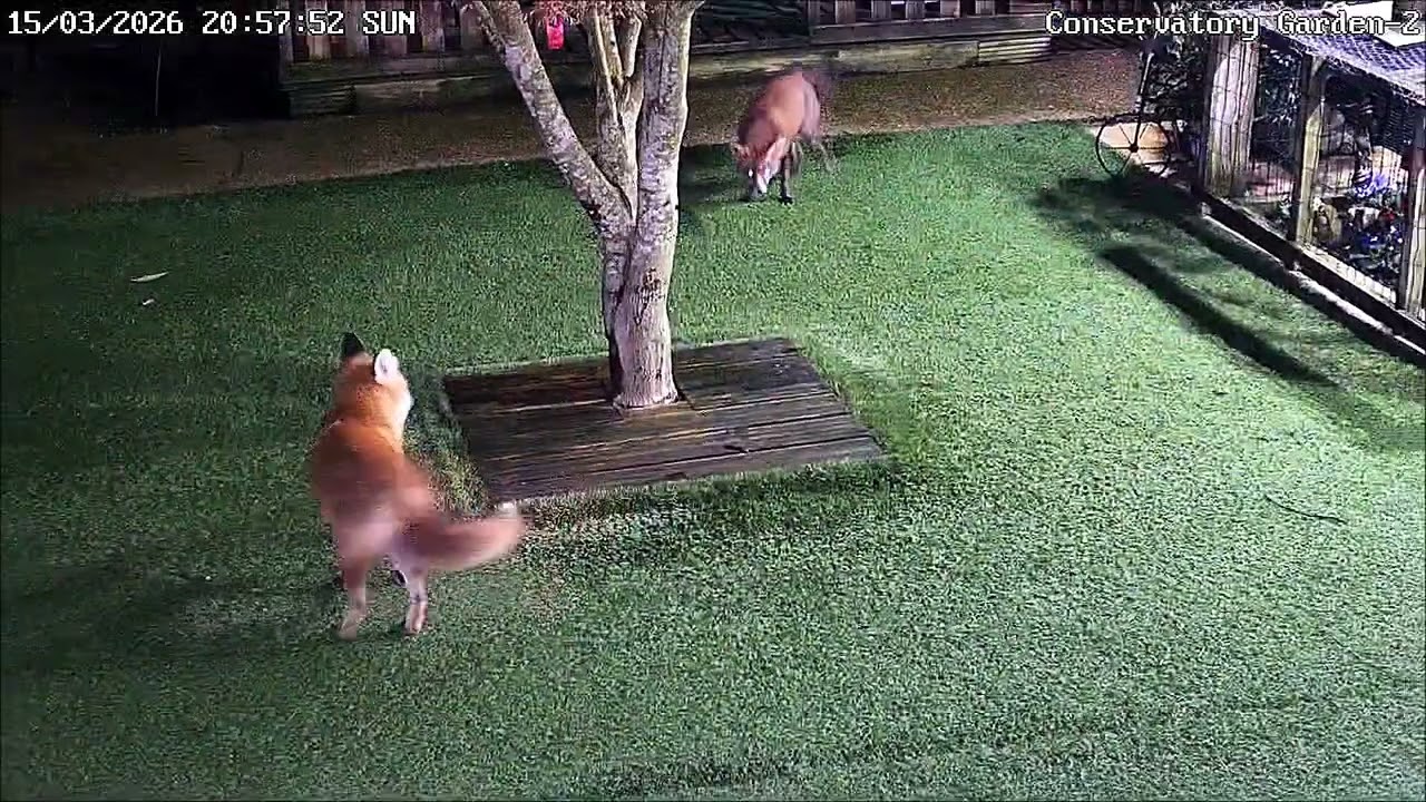 Our Family of Foxes - Is the female in Rubie's home den family? 💜🦊💞