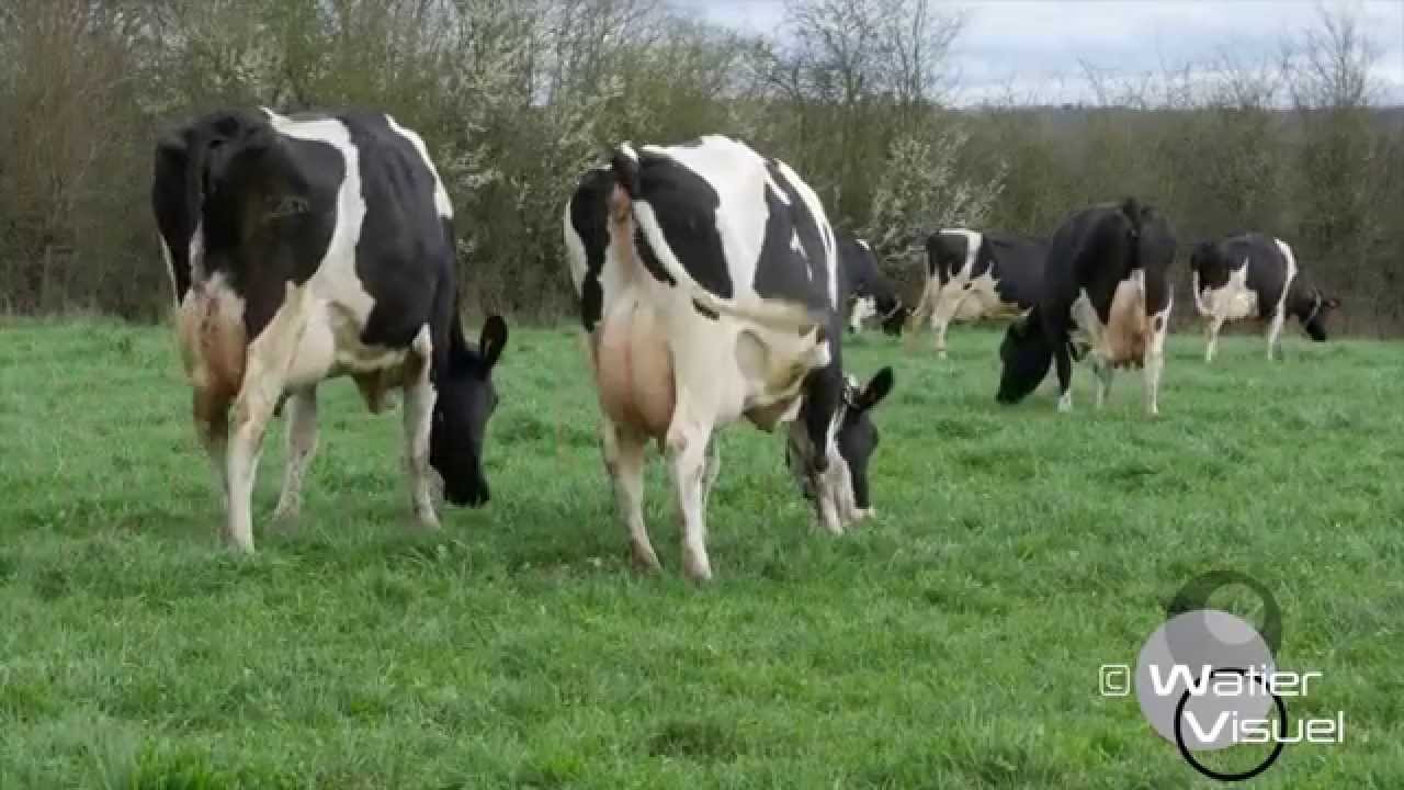 R&eacute;alisation Films Vid&eacute;o Elevage , vaches Holstein p&acirc;ture prairie  ray grass tr&egrave;fle blanc