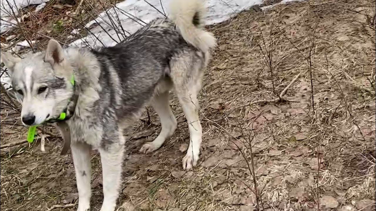 Охота на медведя