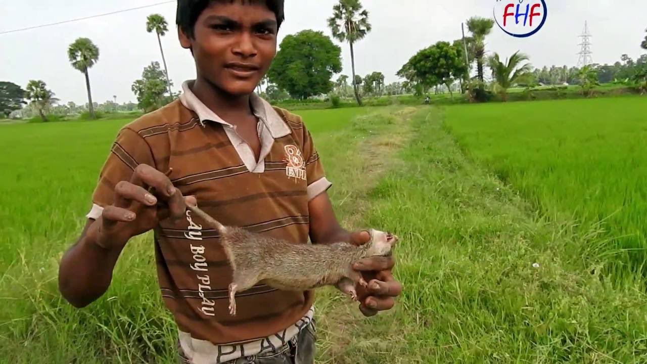 Rat Catching in Rice Field | Rat Hunting | How to trap Rats Hunter