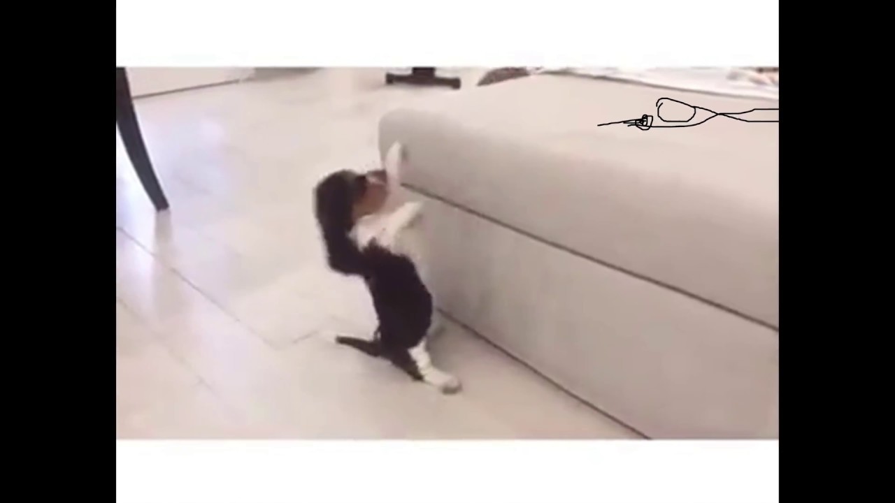 Funny Snap Shooting Dog | 4K Real Life Doodles