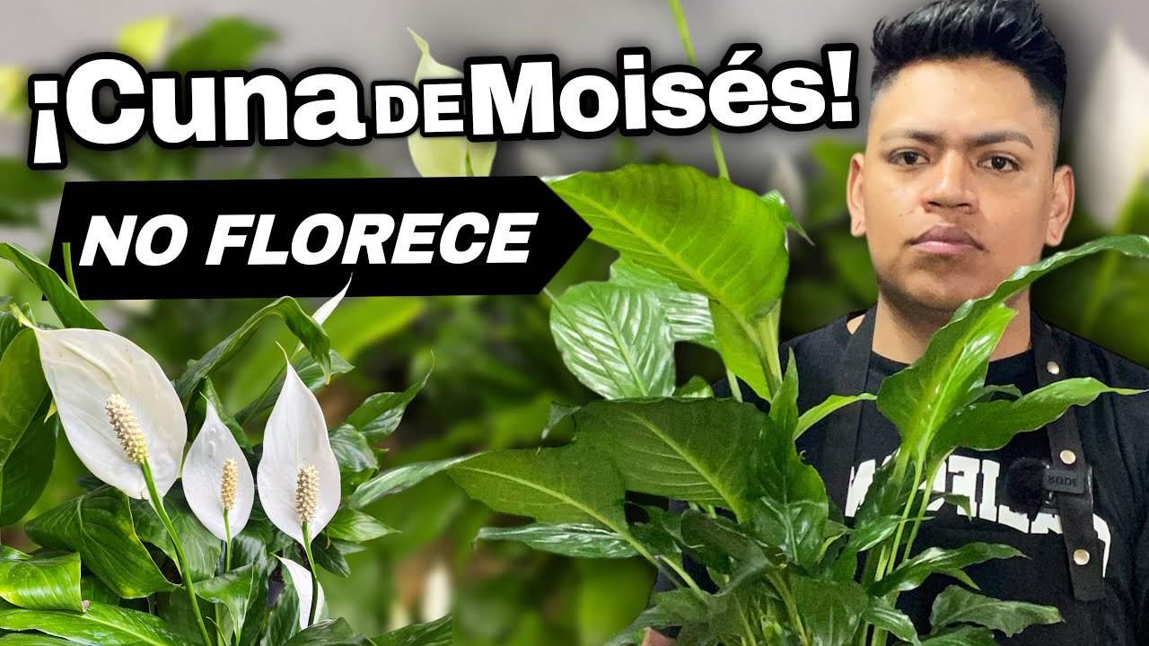 Pocos saben esto: así se multiplica la CUNA de MOISES sin que se marchite
