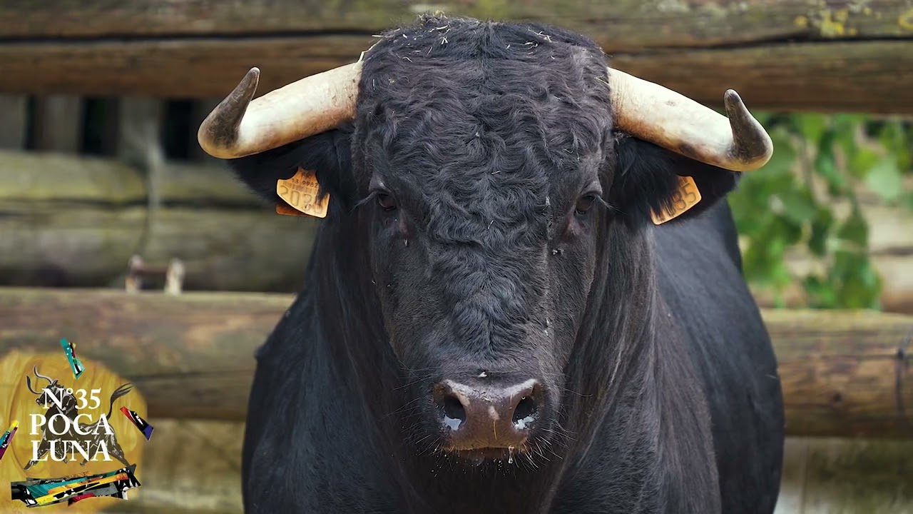 Présentation de la Novillada de la Romeria de Mauguio 2025