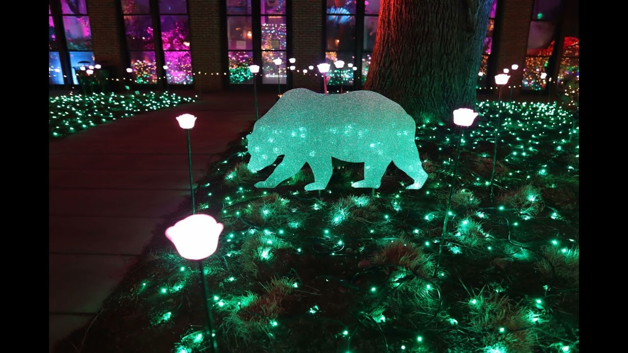 Night Lights - New England Botanic Garden at Tower Hill - Nov 24th 2025 Visit