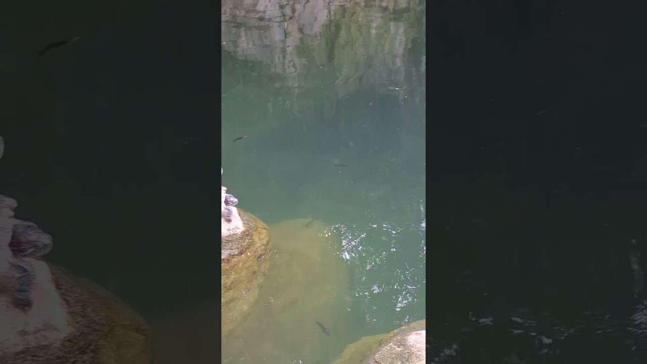 Turtles world 🐢🐢🌸🇭🇰 #turtle #highlights2024 #viralshort #viralvideo #everyone