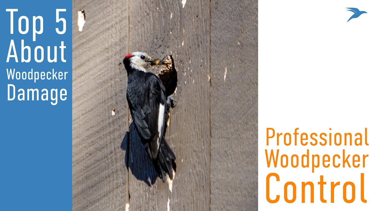 5 Things To Know About Woodpecker Damage