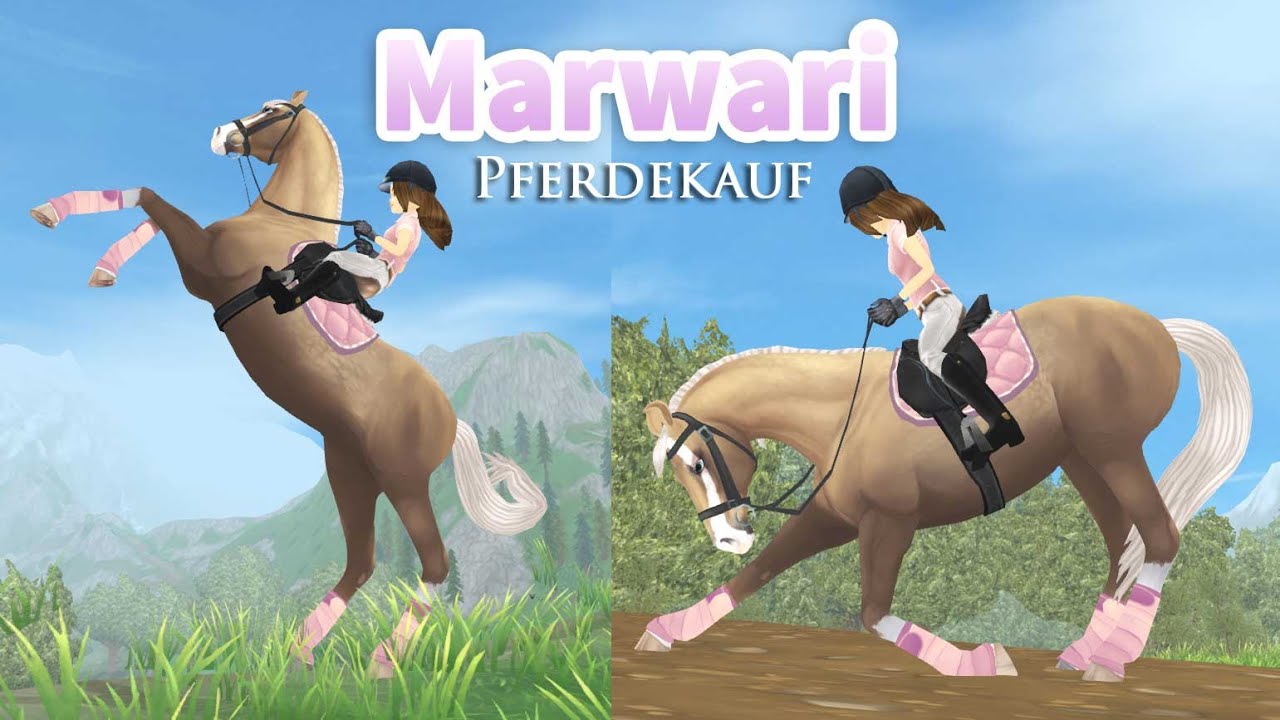 Diese Ohren! 😍 Marwari Pferdekauf | SSO