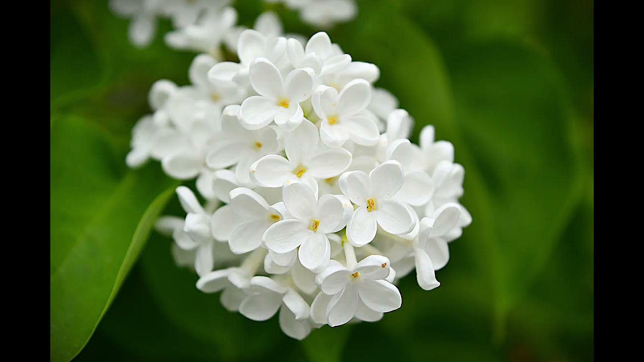 White Lilac in the Garden | Natural Bird Sounds | Spring Ambience | ASMR White Noise