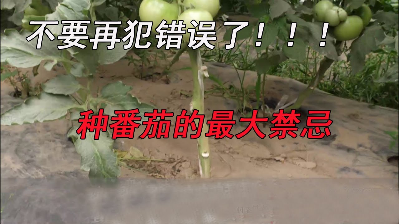 不要再犯错误了！种番茄最大的禁忌【付老师种植技术团队官方频道】