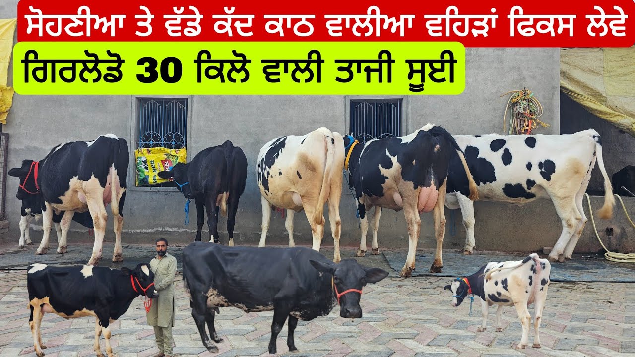 6 ਗਾਵਾਂ ਵਿਕਾਉ ਜਾਇਜ ਰੇਟ ਵਿੱਚ ਫਾਰਮ ਵਾਲੀਆ ਵਹਿੜਾਂ ਤੇ ਗਿਰਲੇਡੋ ਤਾਜੀ ਸੂਈ 30 ਲੀਟਰ ਵਾਲੀ 60 ਹਜਾਰ ਤੋ ਸ਼ੁਰੂ ਰੇਟ। 