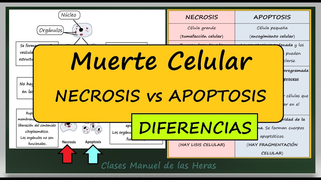 NECROSIS y APOPTOSIS. Diferencias. Mecanismos de Muerte Celular. Células. Biología Bachillerato.