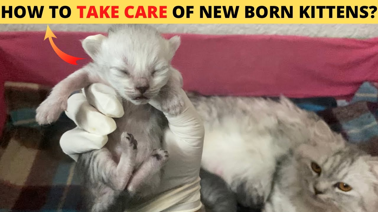 How to take care of newborn persian kittens😍| Newborn kitten care in winter🥶