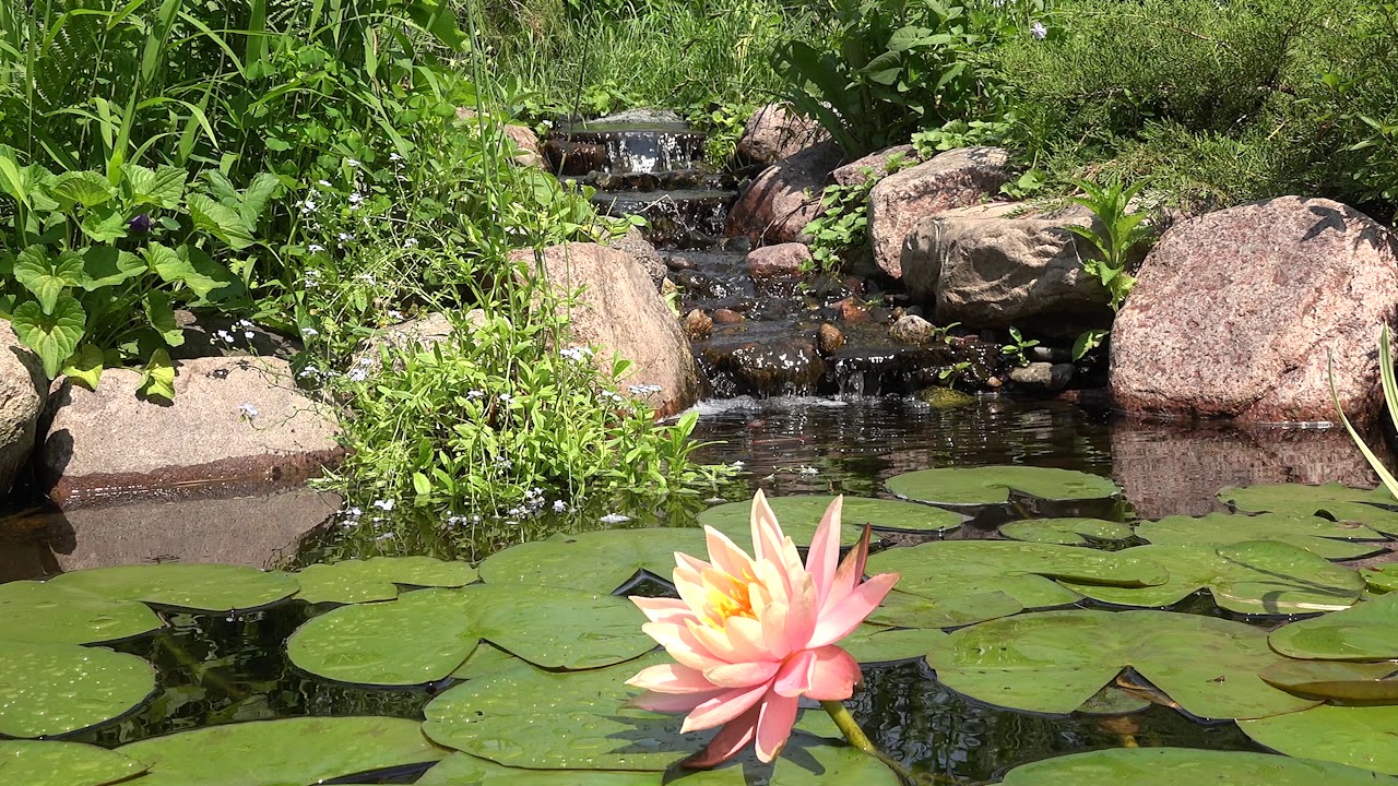 RELAXING POND: Relaxing Sleep Video and Sound for Meditation, Stress Relief & Relaxation for Anxiety