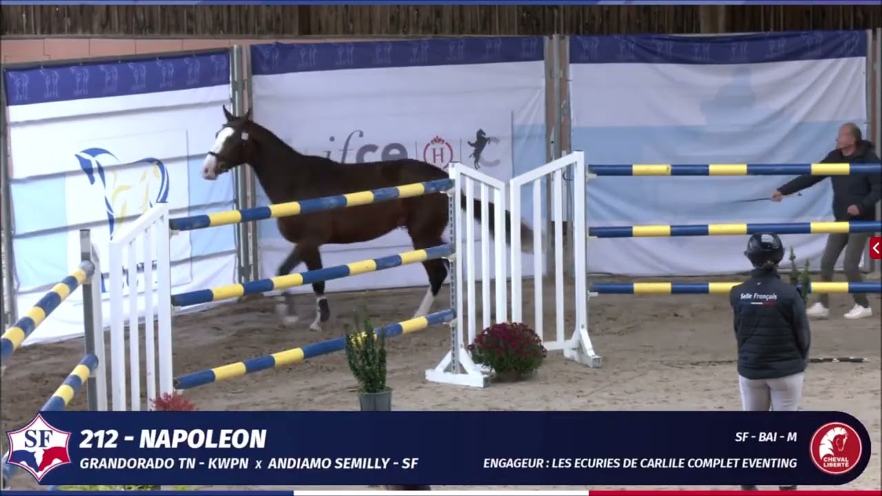NAPOLEON - Qualification étalons 2ans SF - Lamotte Beuvron