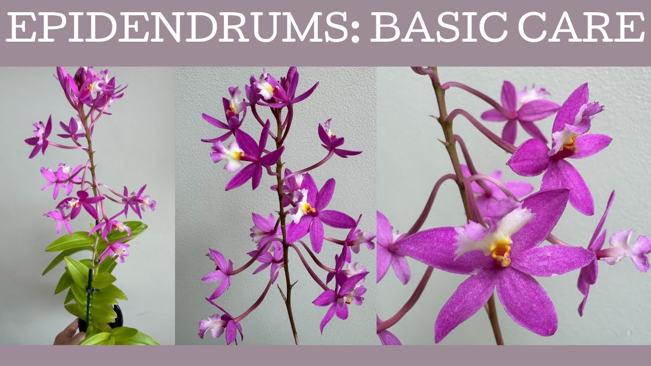 How to grow Epidendrums - Crucifix Orchids: Basic care