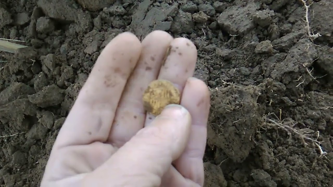 Złoty Dukat bez cenzury :)
