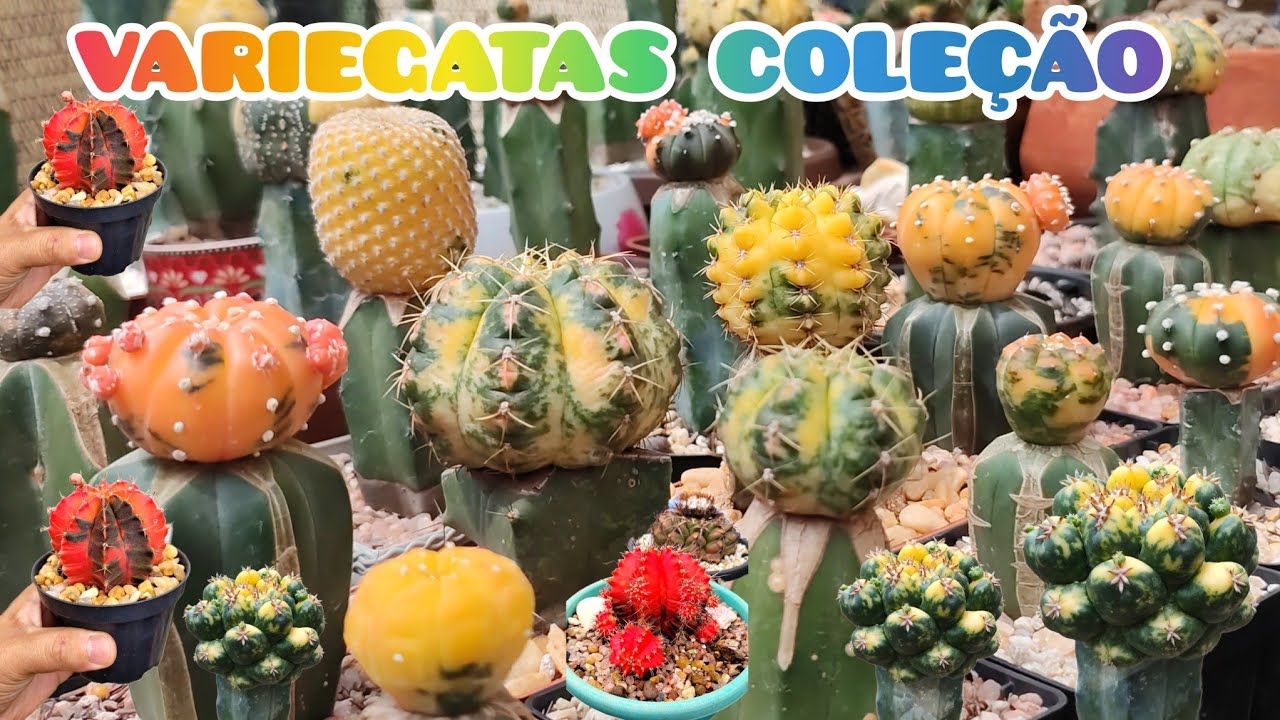 MINHA COLEÇÃO DE CACTOS E PLANTAS VARIEGADA. #plantas #cactus #variegata 