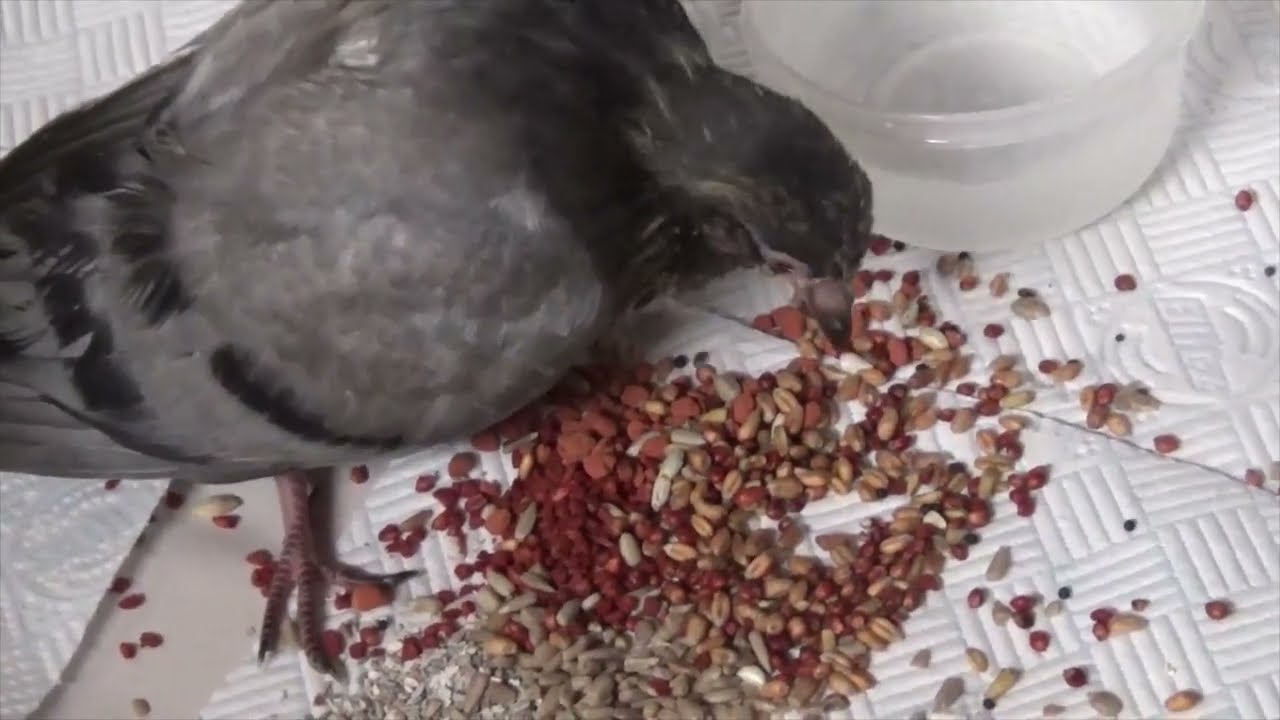 Archie  & Flory Trying To Have A Bath             Pigeons England UK