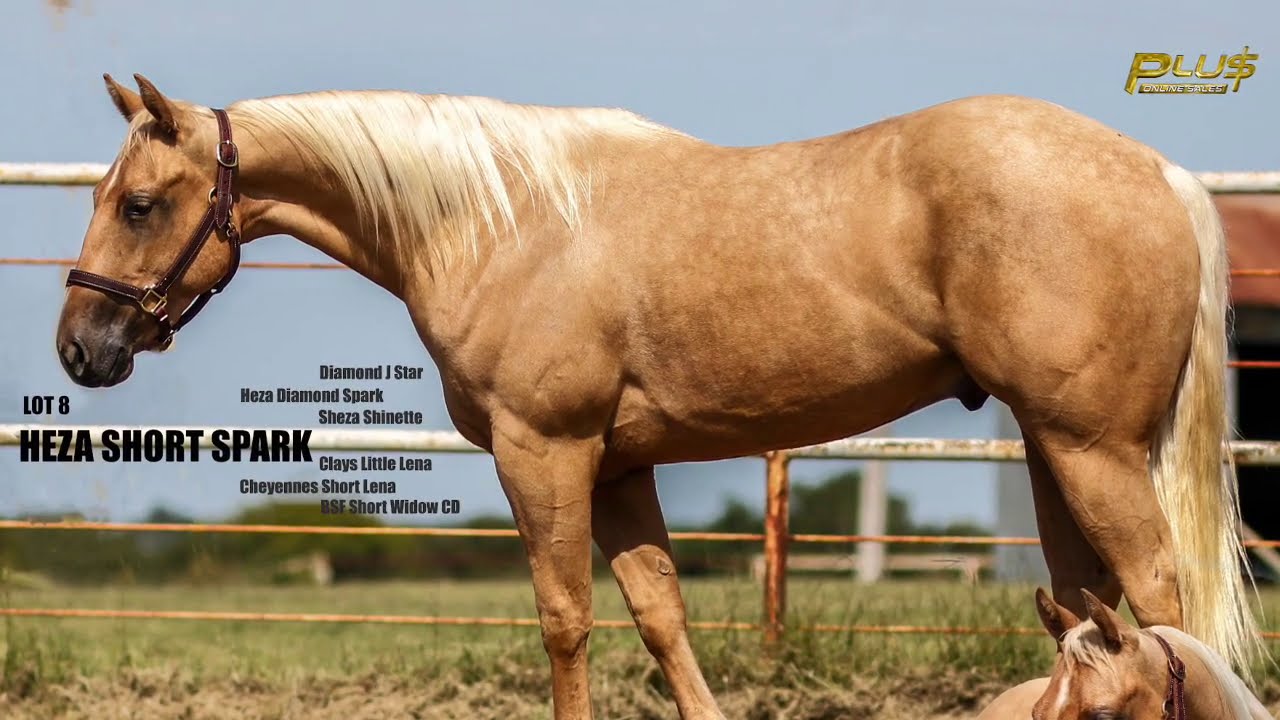 Lot8 HezaShortSpark