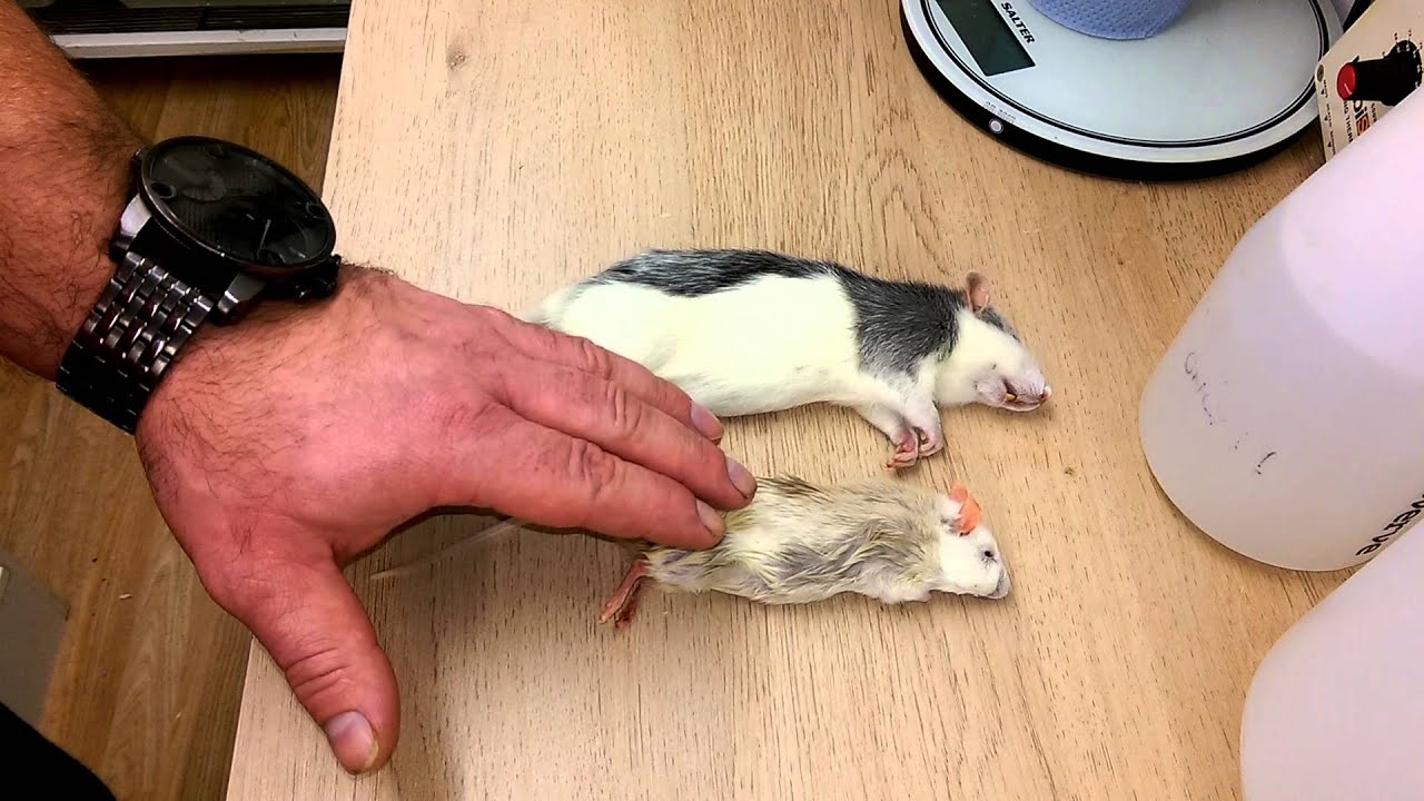 Top tip#4.....Rats vs ASF rats