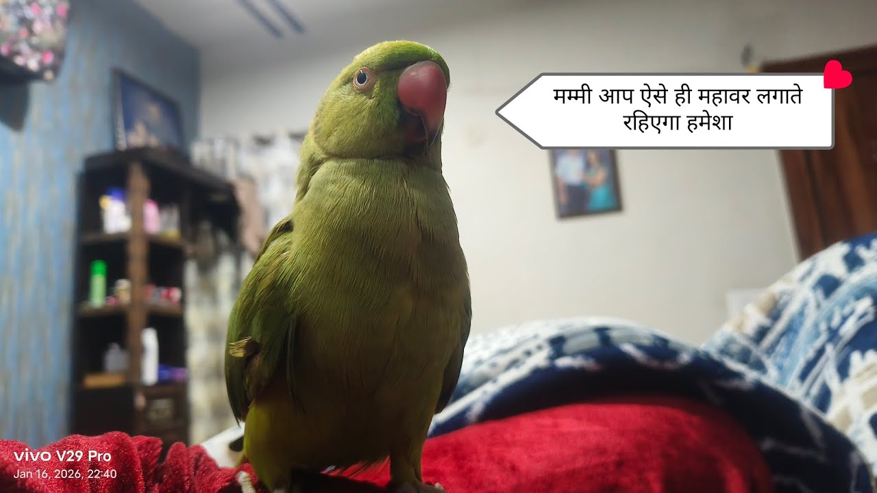 मम्मी आप महावर लगाइए गए और मैं प्यार करूंगा आपको 🤣🥰🧿#like #parrot #youtubeshorts #subscribe 🦜
