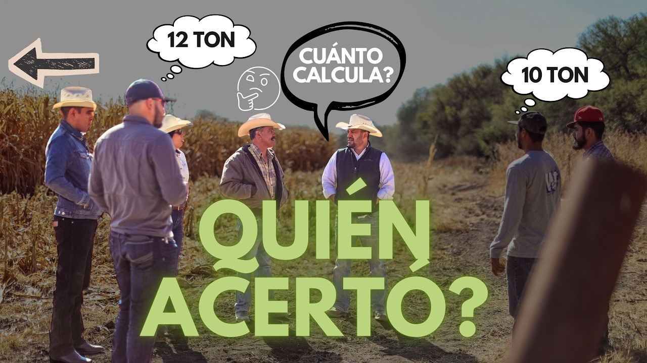 ¿CÓMO CALCULAR EL RENDIMIENTO DE MAÍZ ANTES DE COSECHAR?