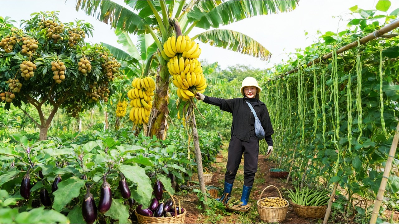 Harvest Eggplant, Yardlong Beans, Banana, Ambarella, Longan Go To The Market Sell And Cook With Them