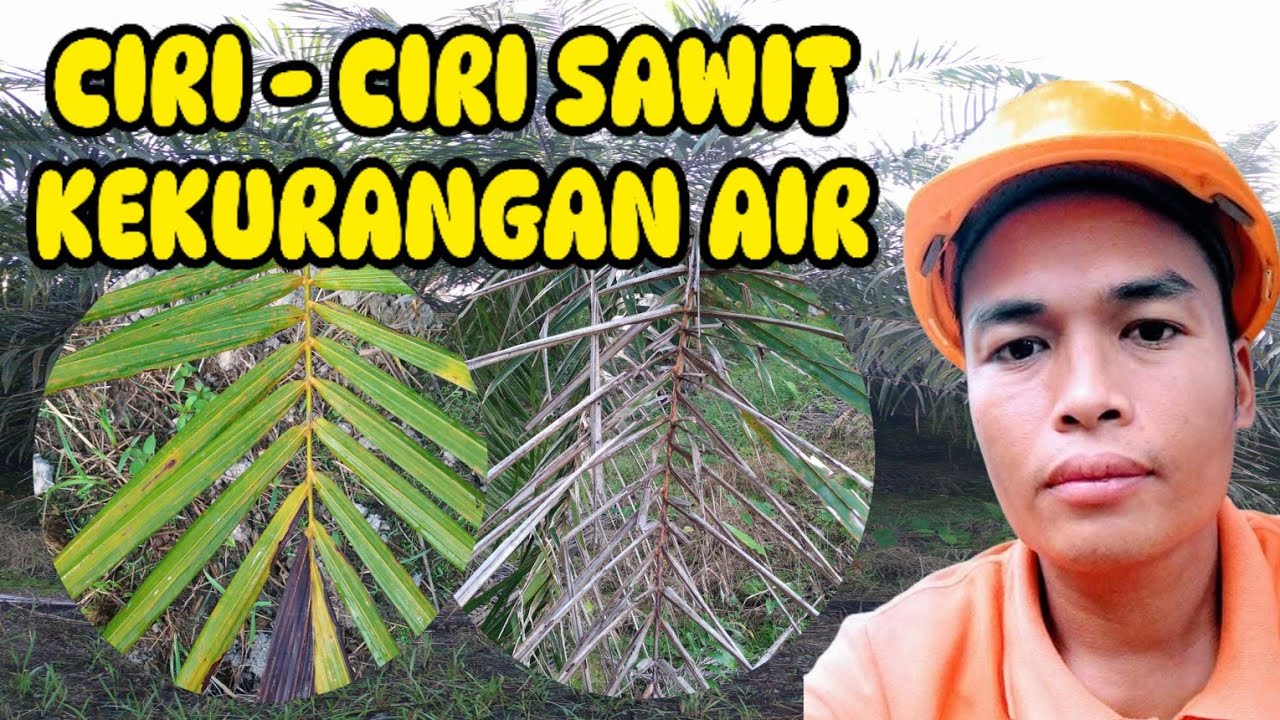 CIRI - CIRI SAWIT KEKURANGAN AIR