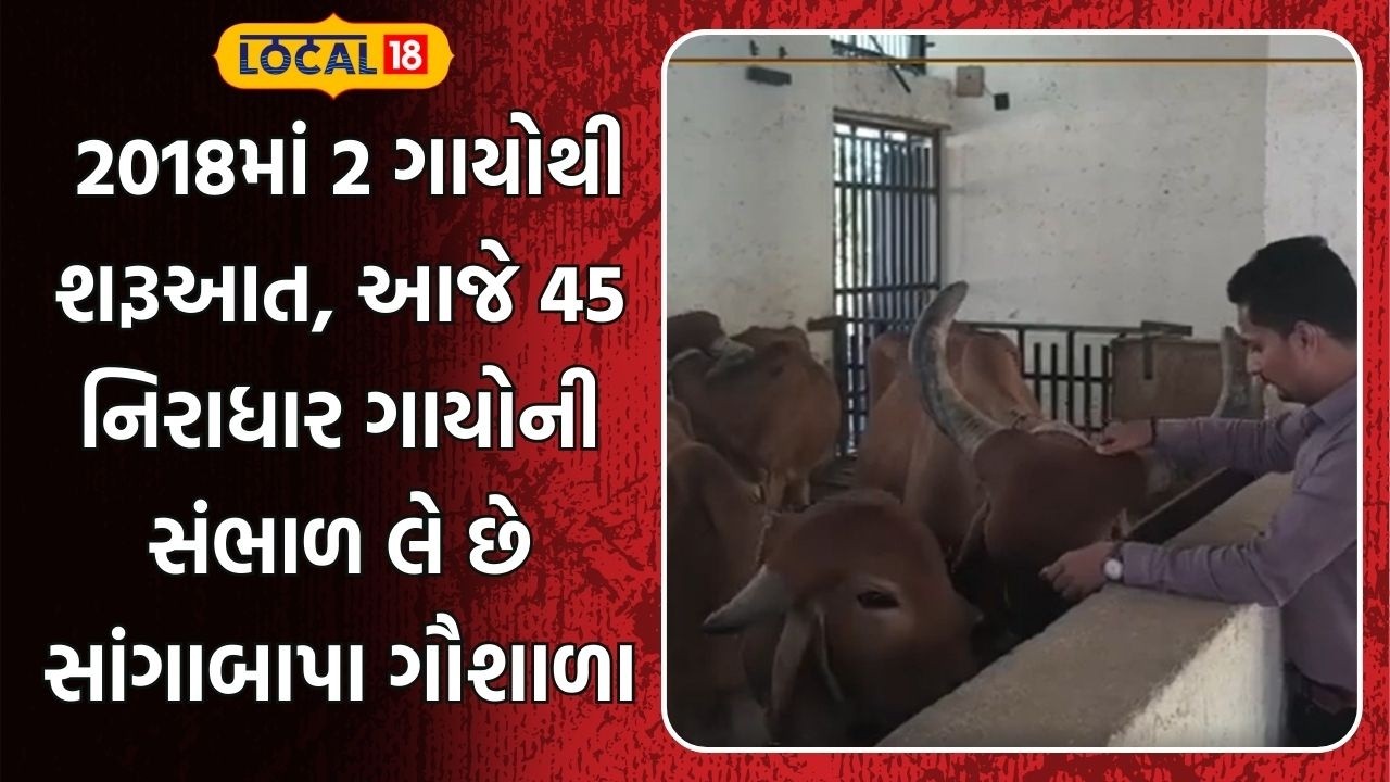 Amreli News | 2018માં 2 ગાયોથી શરૂઆત, આજે 45 નિરાધાર ગાયોની સંભાળ લે છે સાંગાબાપા ગૌશાળા | local18