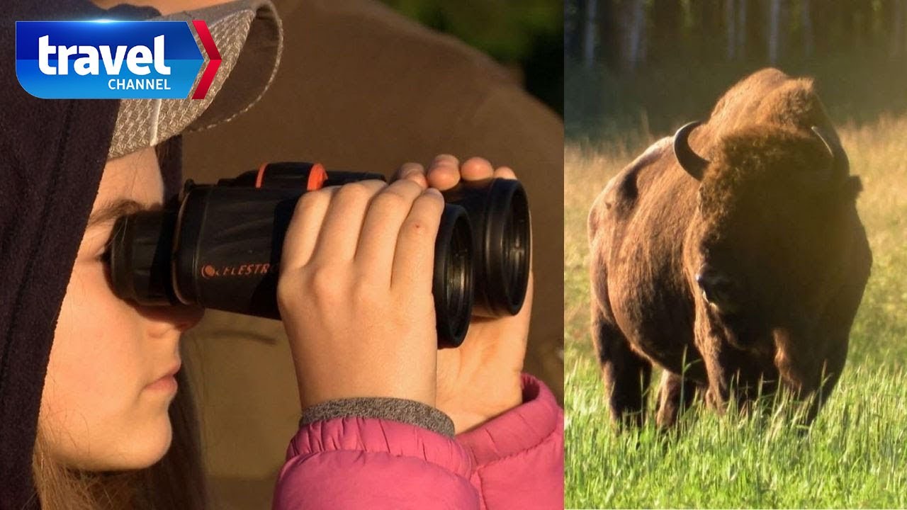 Kiedy i gdzie możemy spotkać... żubra? [Mikrowyprawy]