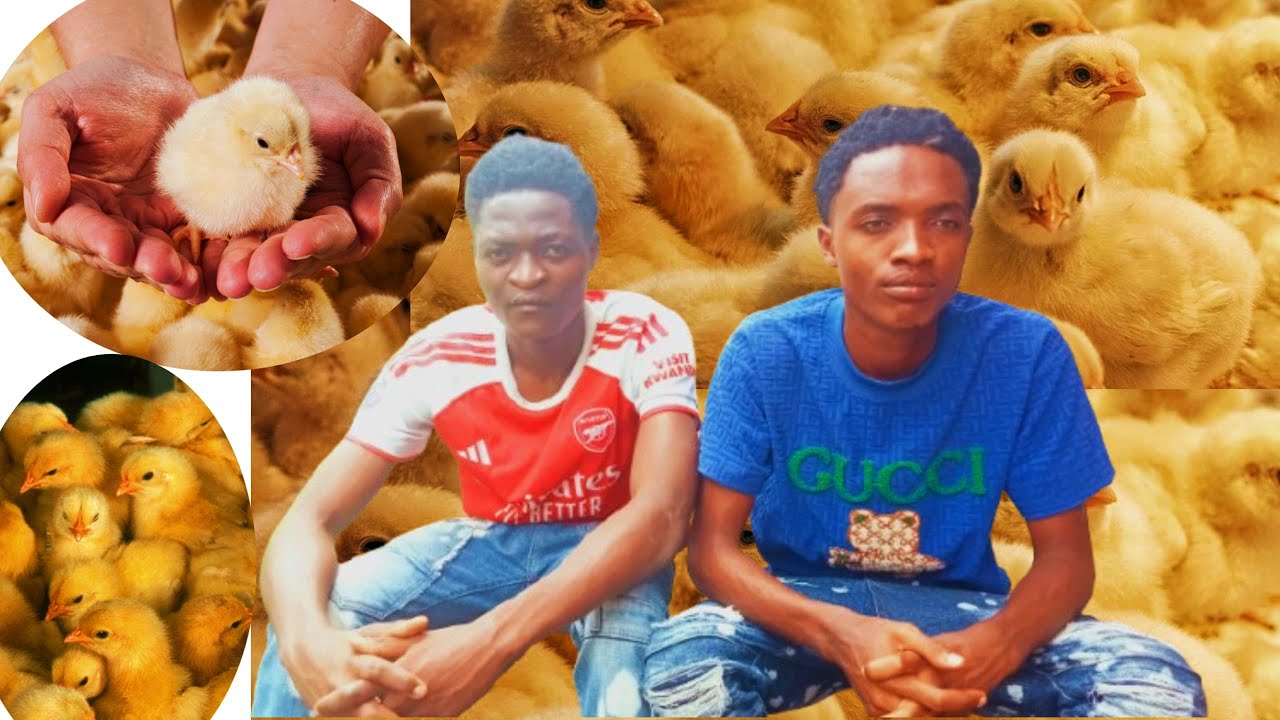 🐔🐓TWATUNGISHIJWE NOKWORORA INKOKO/🐔TWATANGUYE BADUSEKA UBU DUHA AKAZI ABANDI/ABASORE 2 BATANGAJE