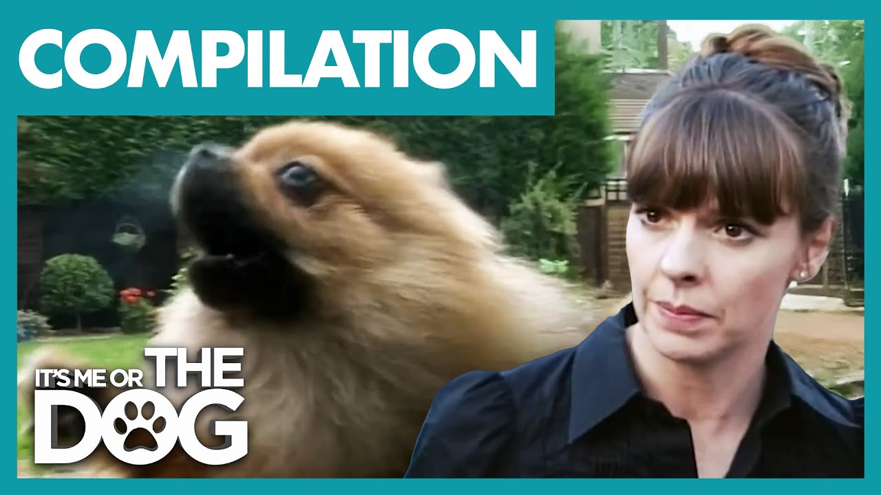 Victoria Stilwell vs. The Most Aggressive Tiny Dogs Ever! 🐶 | COMPILATION | It's Me Or The Dog